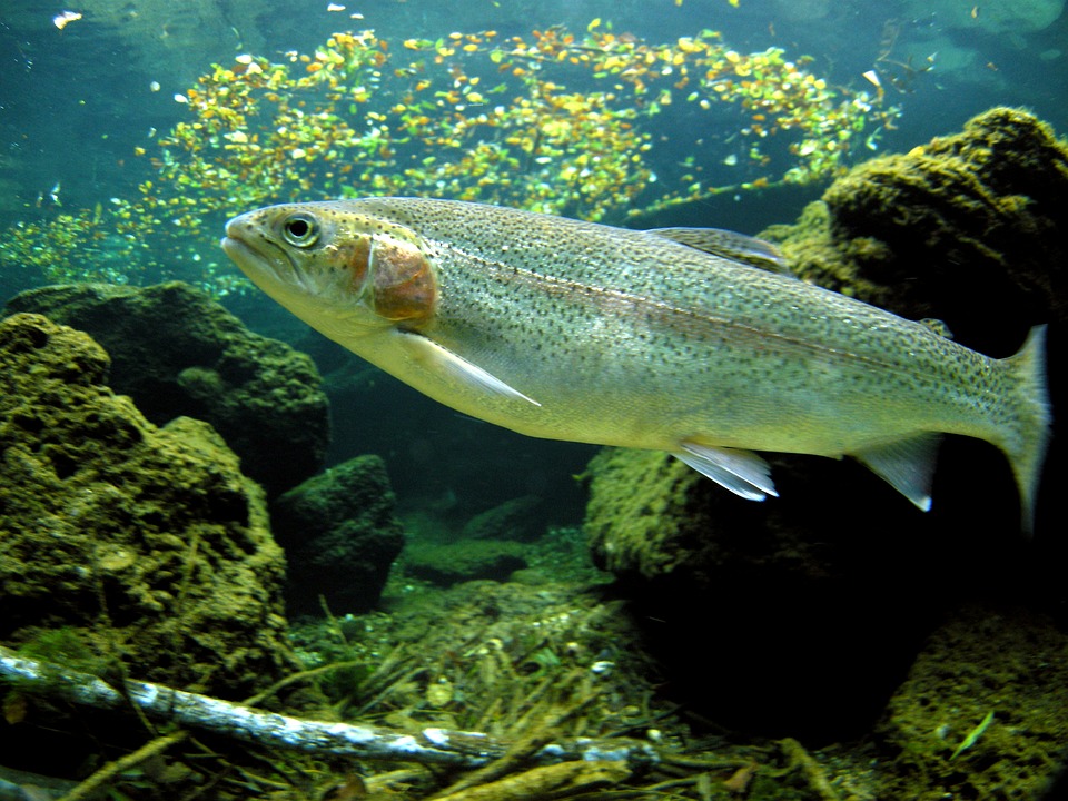 Pesca - Arco iris