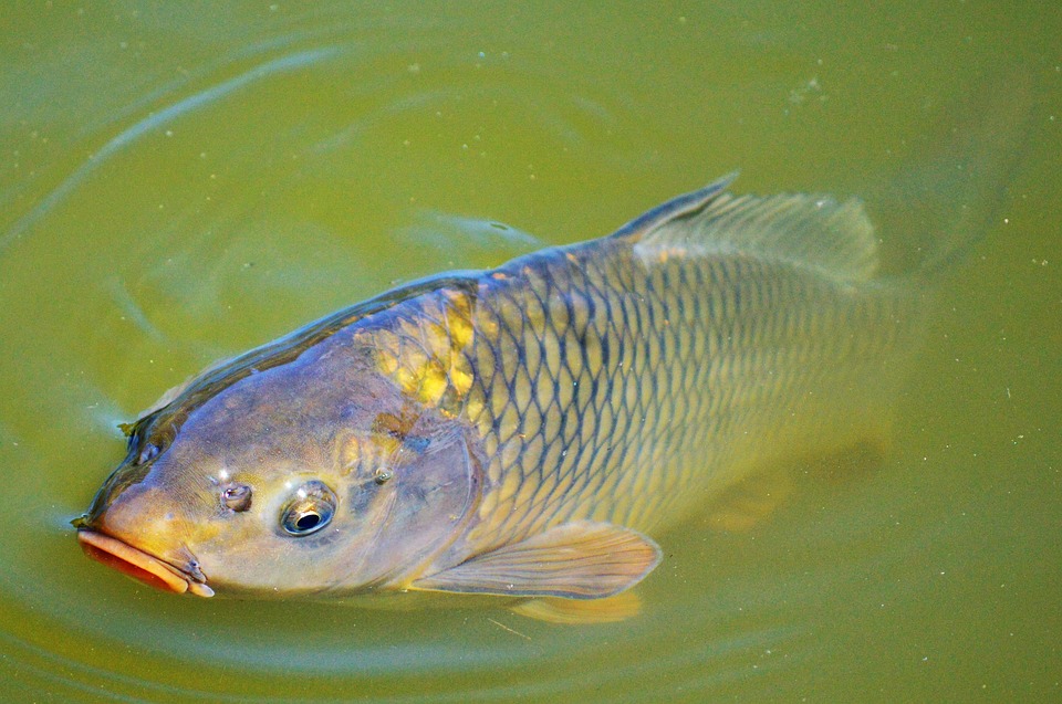 Pesca - Carpapez