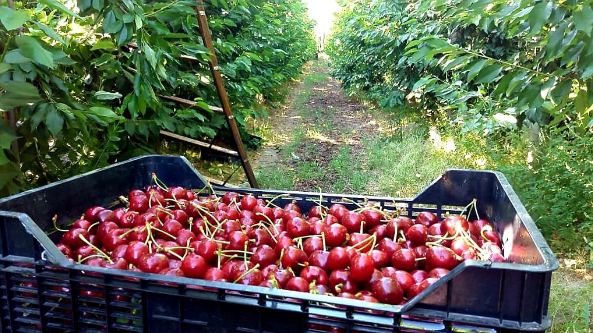 La temporada de cerezas 2020 en Río Negro