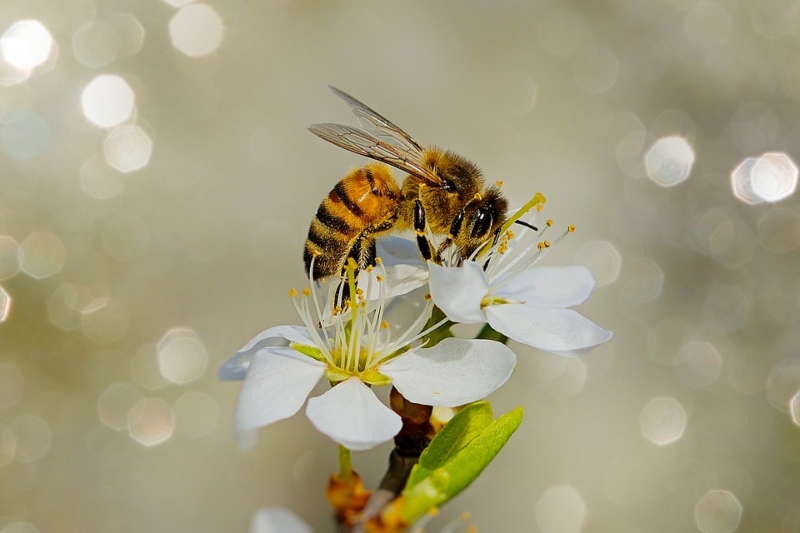 miel - Abejas polinización