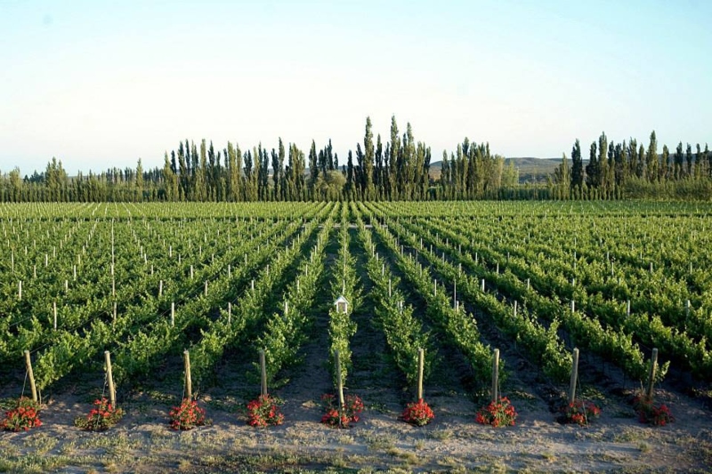 Malbec 2021 - Cultivos Bodega Del Rio Elorza