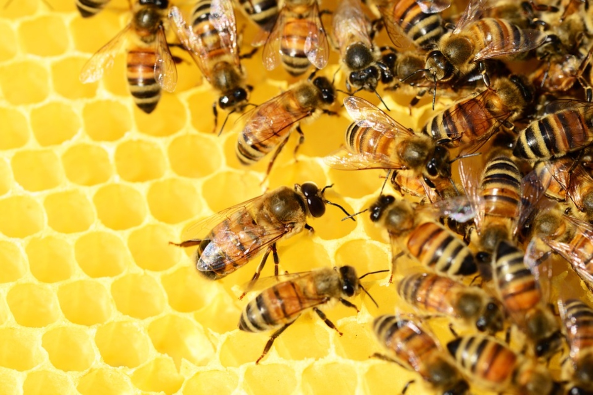 Semana de la miel y Día Mundial de las Abejas