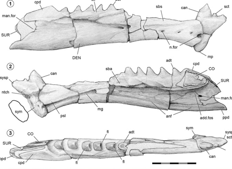 reptil - Maxilartika