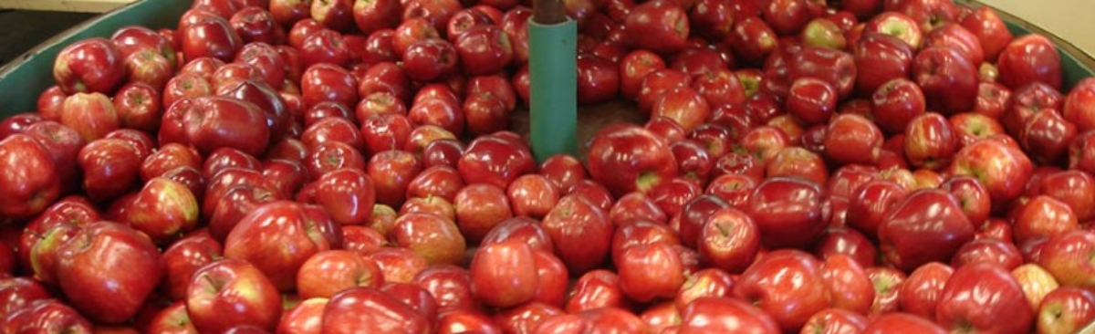 Se acerca la fiesta nacional de la manzana 2022