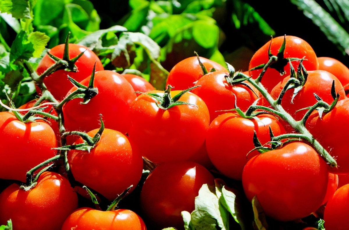 La fiesta nacional del tomate y la producción 2022