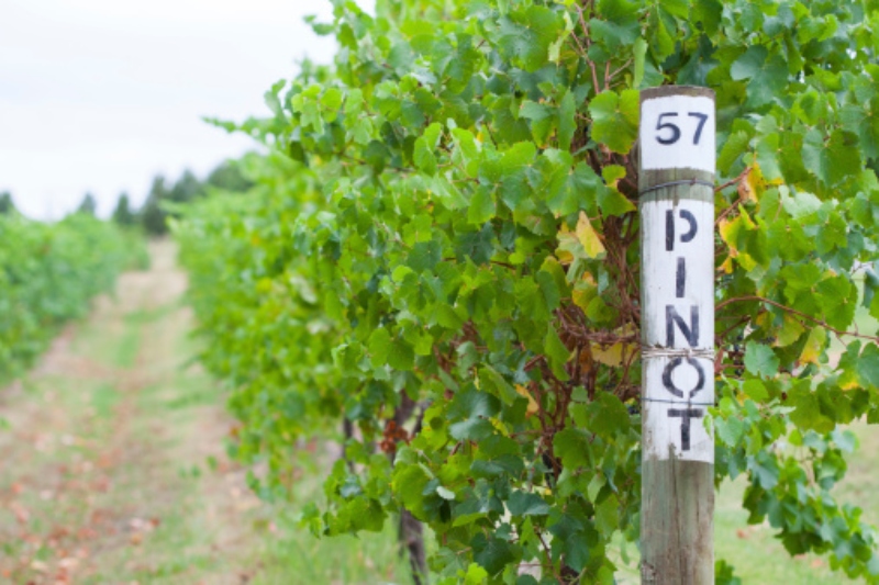viñedos - Pinot