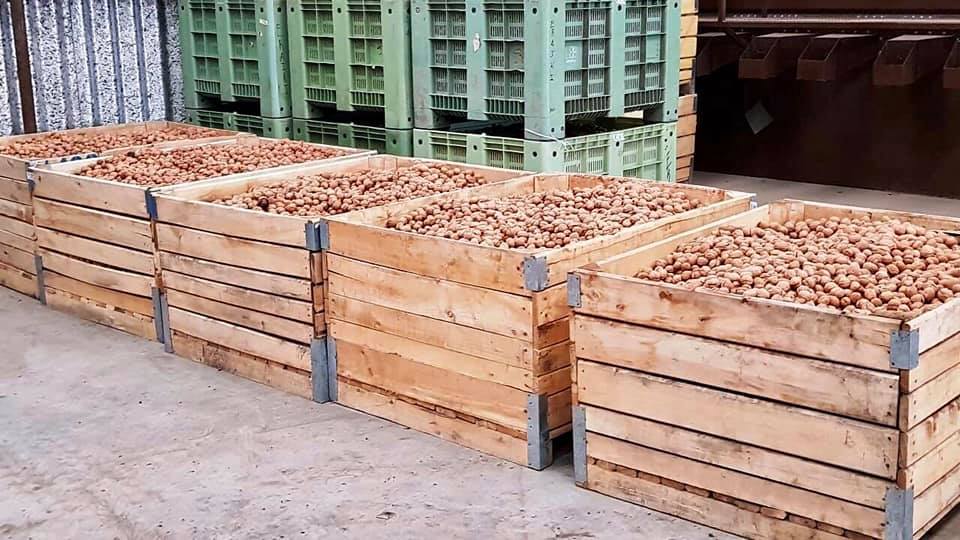 Nueces - Bins de nueces rionegrinas