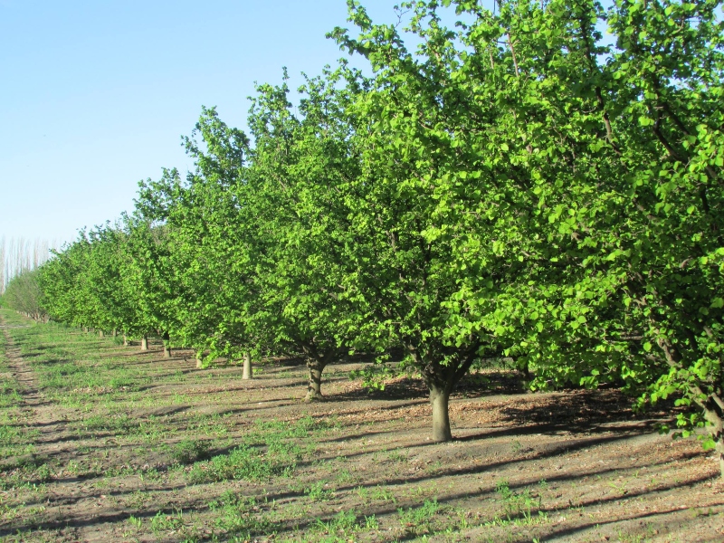 Nueces - Plantas De Nueces