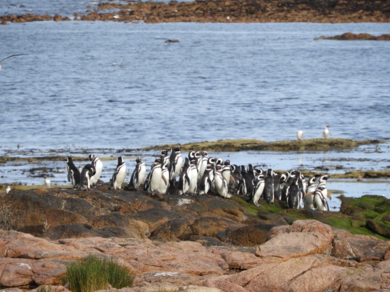parque - pinguinos