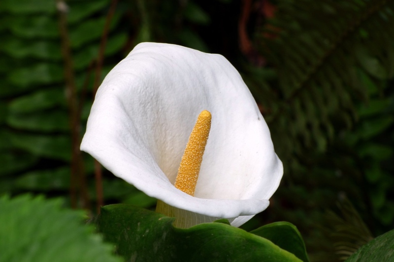 Cala - planta
