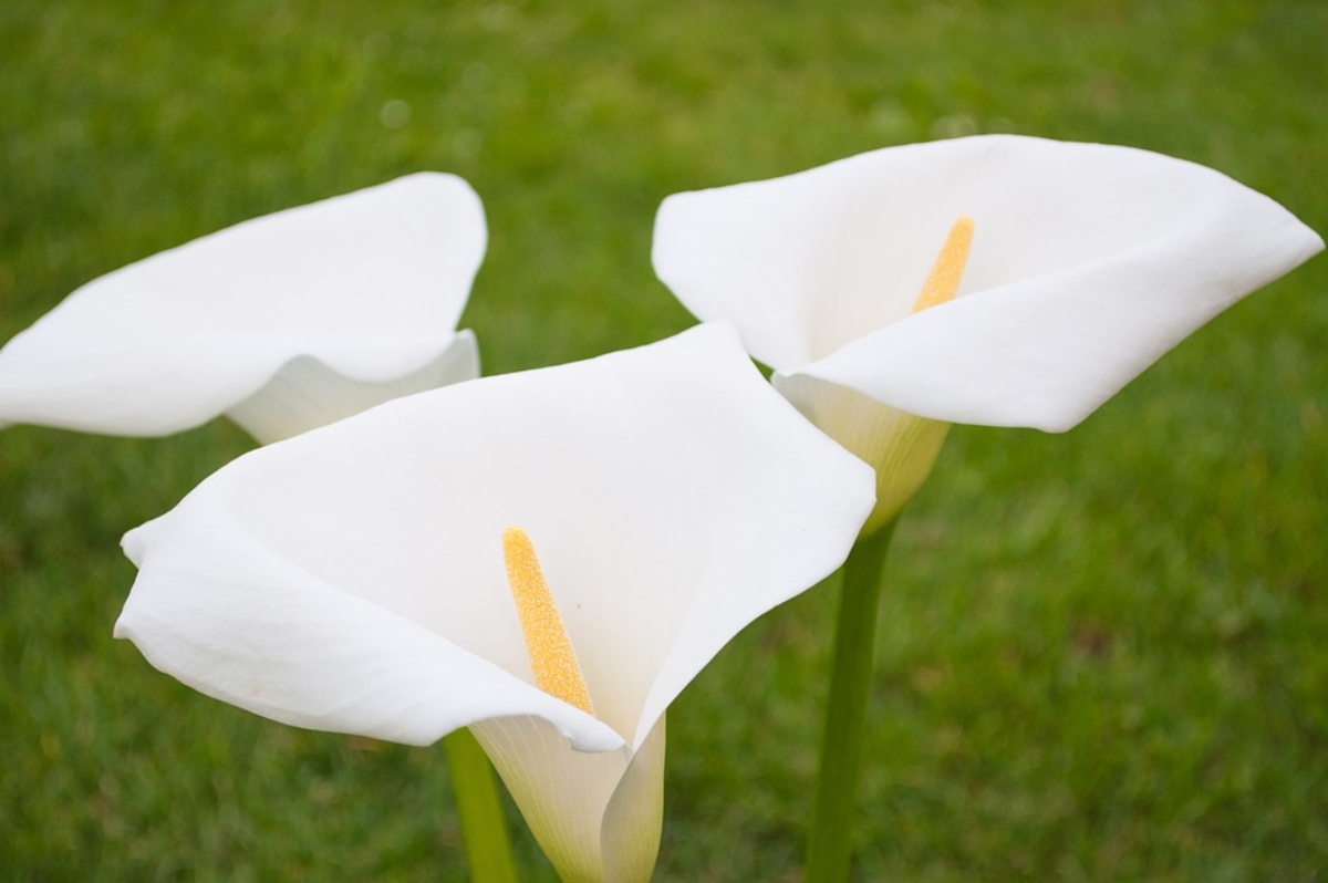 La flor de la cala y su italianidad