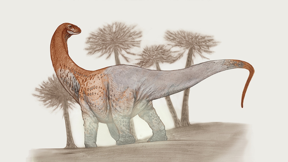 Nuevo dinosaurio en Patagonia Argentina: Chucarosaurus